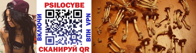 Псилоцибиновые грибы Psilocybe  Купить  Новосибирск 